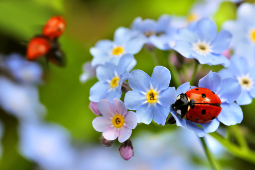 ladybird