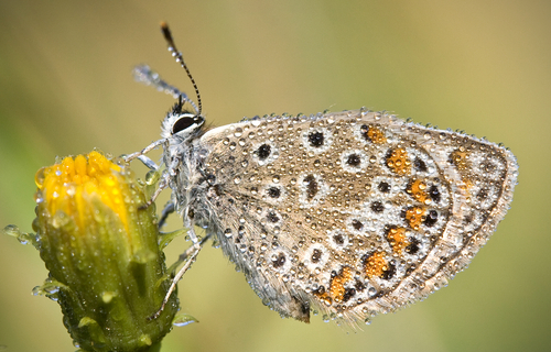 butterflymacro