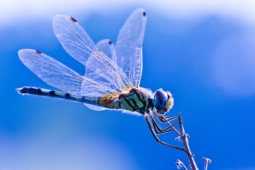 dragonfly