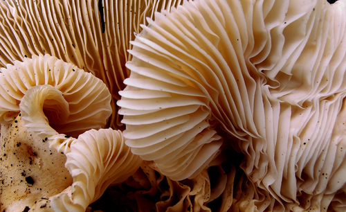 fungus