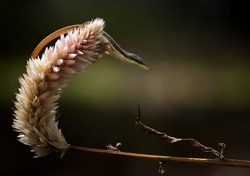 Macrophotographylizard