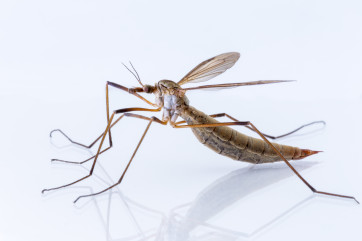 An insect we found in our garden by Mike Morley