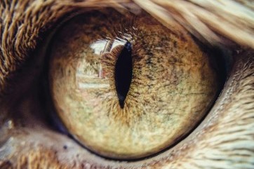 The beautiful eye of my cat Mephistopheles! by Aaron Thomas