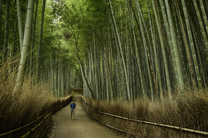 BambooGrove