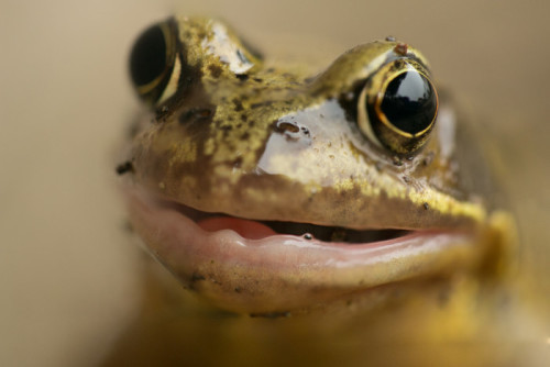 toad in garden