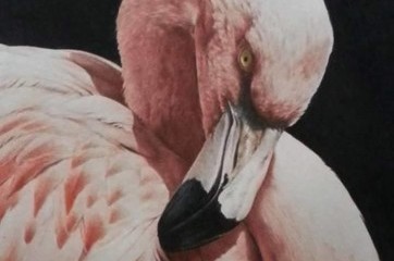 Flamingo study by Alan Woollett