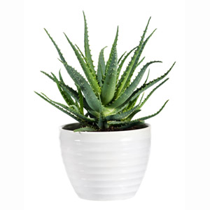 Aloe Vera Household Plant