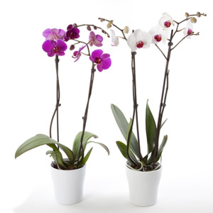 orchid houseplant