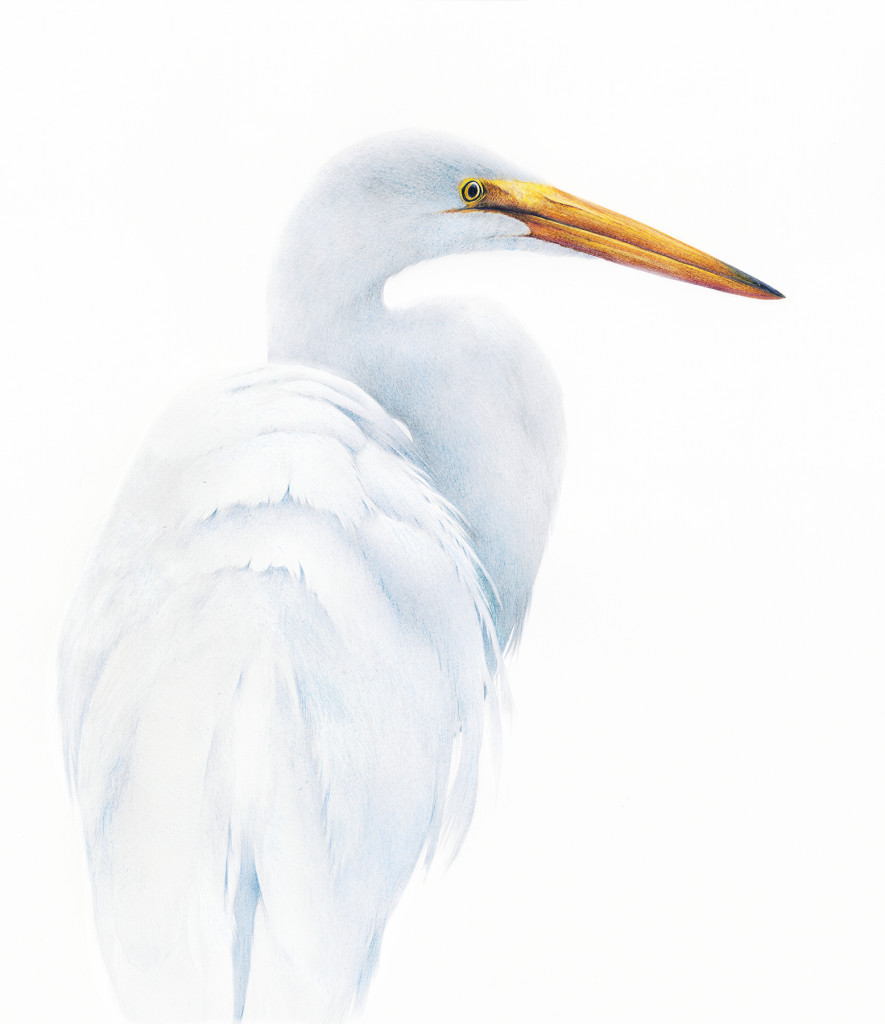 alan woollett great egret jpeg