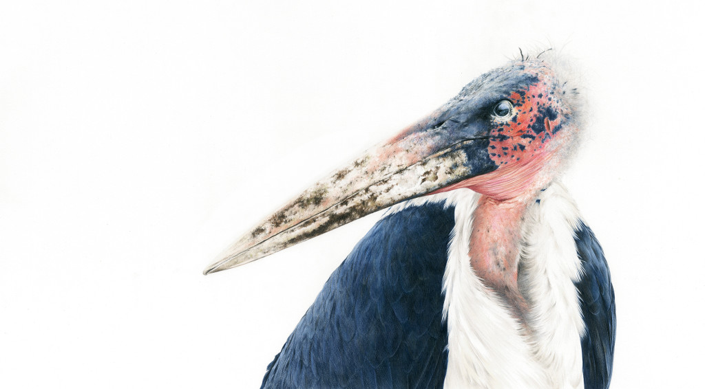 marabou stork mid res