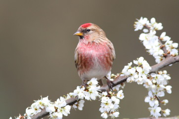 Redpoll on blossom by Paul Fisher