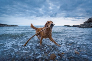 Skye having fun in Limeslade Bay, Gower Peninsula by Jeffery Moreau