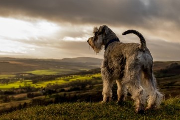 Dog On The Hill by Donny Hughes