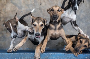 It's Dinner Time - Taken whilst volunteering at a shelter for stray and abandoned dogs in Sri Lanka by James Warner