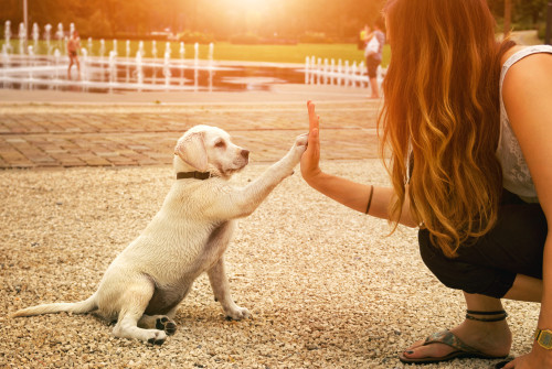 puppy_highfiving_girl