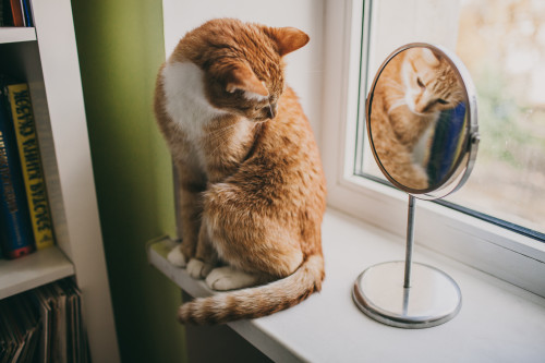 ginger_cat_on_windowsill