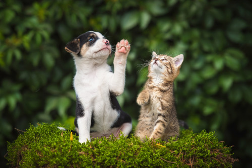 puppy_and_kitten_on_bush