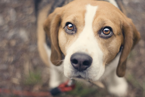 beagle_dog_looking_up