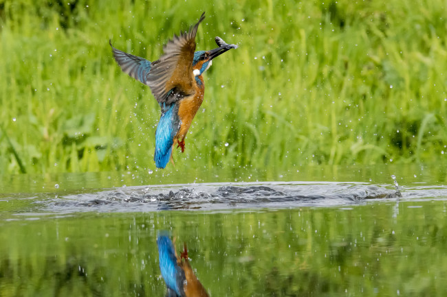 002 Kingfisher out of Water  Bob Riach