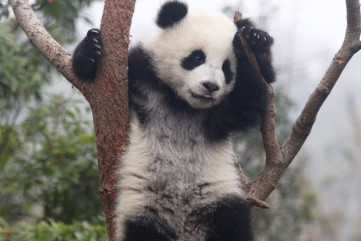 Panda in a tree