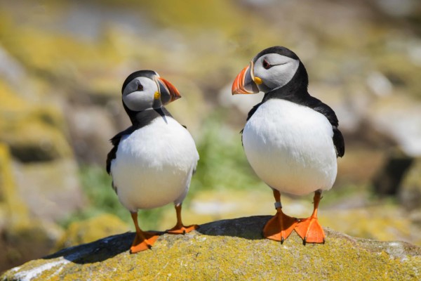 Two Puffins sma  Bob Riach