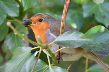 Robin happy to find food, knows that Spring is coming by Sue Court