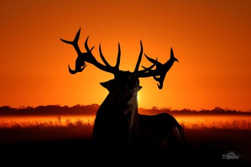Stag enjoying the sunset by Debbie Bowers