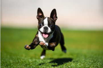 running-dog