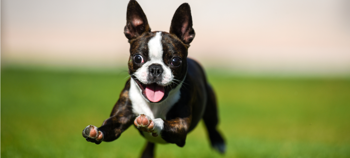 How to photograph your doggo