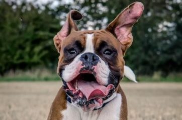 Boxer dog jumping through wheat fields