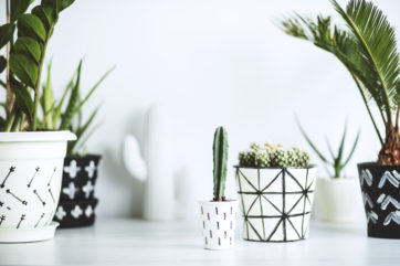 Indoor plants potted in geometric patterned pots