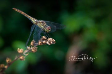 bug on branch in garden